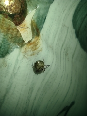 Hypognatha