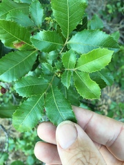 Alectryon subdentatus