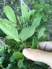 Alectryon subdentatus