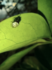 Hypognatha