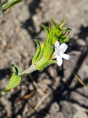 Dyschoriste costata