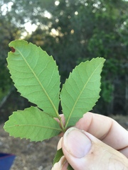 Alectryon subdentatus