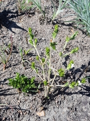 Dyschoriste costata