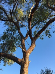 Corymbia erythrophloia
