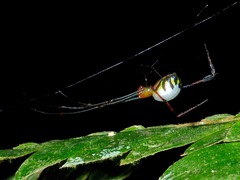 Leucauge sabahan