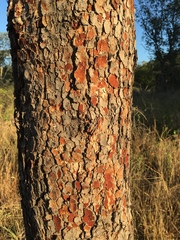 Corymbia erythrophloia