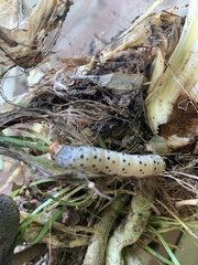 Neuranethes spodopterodes