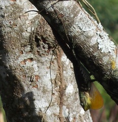Anolis baleatus