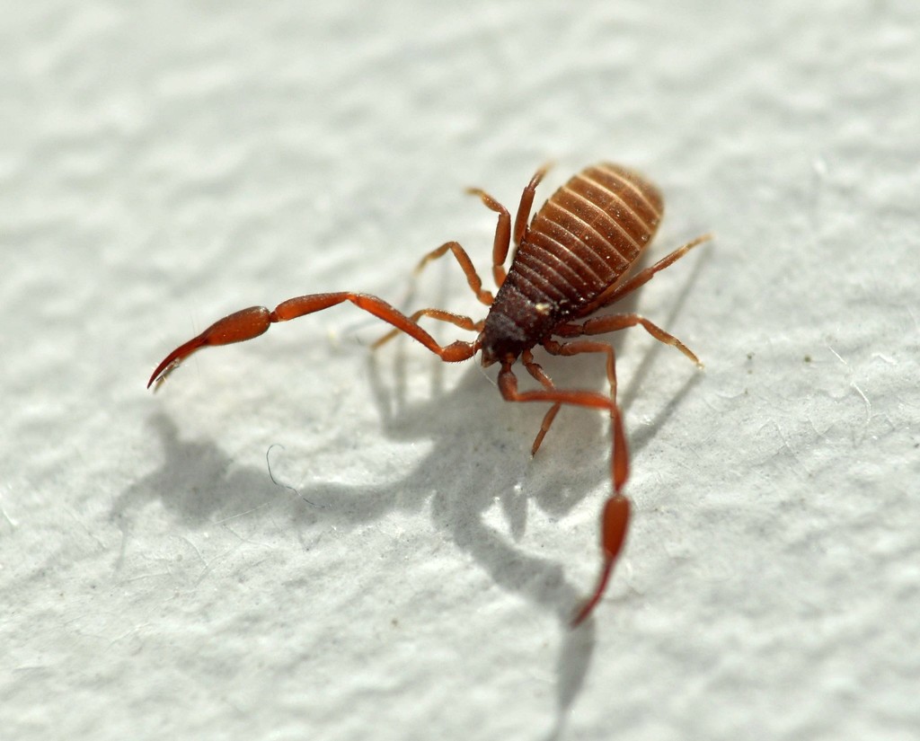 Panctenata