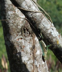 Anolis baleatus