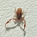 House Pseudoscorpion - Photo (c) Andrei, some rights reserved (CC BY-NC), uploaded by Andrei