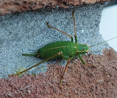 Leptophyes punctatissima