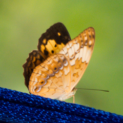 Cupha erymanthis erymanthis