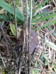 Crocicreas cyathoideum