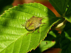 Euschistus servus euschistoides