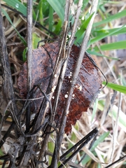 Crocicreas cyathoideum