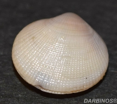 Ctena decussata