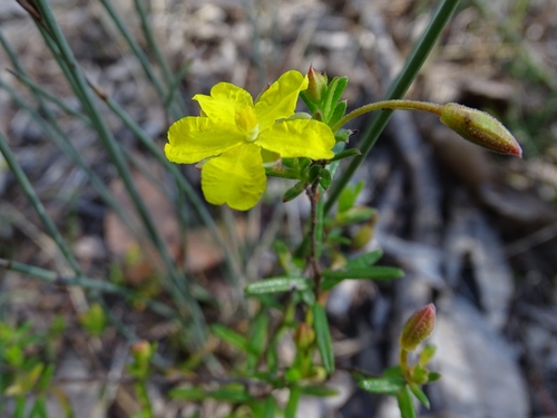 Yundi Guinea-flower (Hibbertia tenuis)