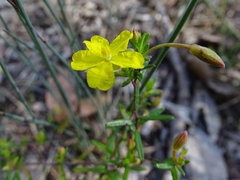 Hibbertia tenuis