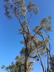 Acacia harpophylla