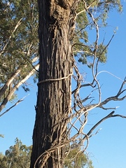 Acacia harpophylla
