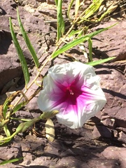 Ipomoea longifolia