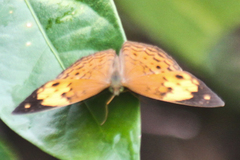 Cupha erymanthis erymanthis