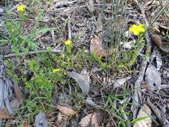 Hibbertia tenuis