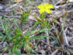 Hibbertia tenuis