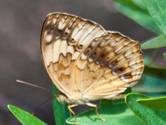 Cupha erymanthis erymanthis