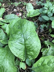 Pentaglottis sempervirens