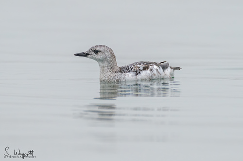 Guillemot à miroir