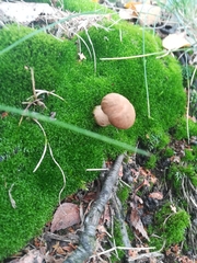 Fungi