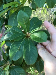 Terminalia porphyrocarpa