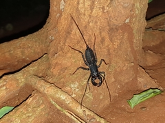 Thelyphonus sepiaris
