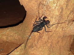 Thelyphonus sepiaris
