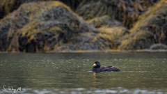 Melanitta americana image