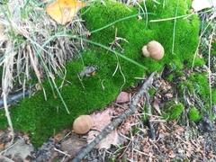Fungi