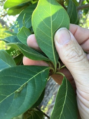 Terminalia porphyrocarpa
