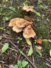 Armillaria mellea