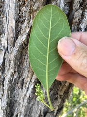 Terminalia porphyrocarpa