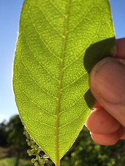 Terminalia porphyrocarpa