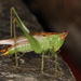 Long-spurred Meadow Katydid - Photo (c) 104860852614073572279, some rights reserved (CC BY-NC-SA), uploaded by 104860852614073572279