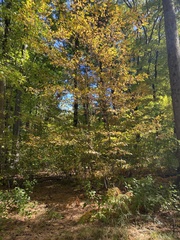 Fagus grandifolia