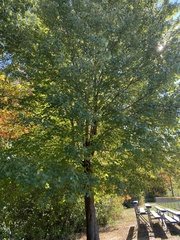 Acer platanoides