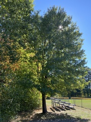 Acer platanoides