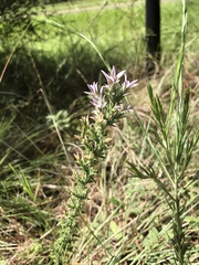 Liatris bridgesii