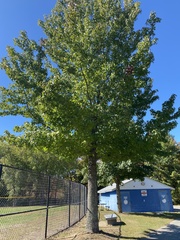 Liquidambar styraciflua