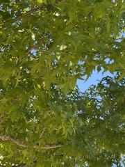 Liquidambar styraciflua