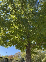 Liquidambar styraciflua